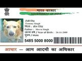 After Aadhar card for dog, NRI applies for cat