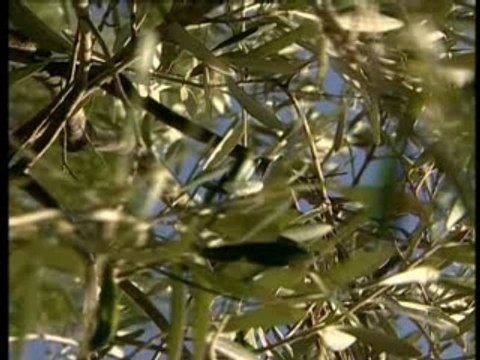 Entre Alpilles et Lubéron : première pression