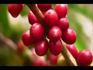 Productores de café alarmados por nuevo tipo de roya