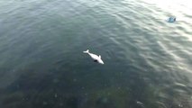 Karadeniz'de 3 Ölü Yunus Balığı Bulundu