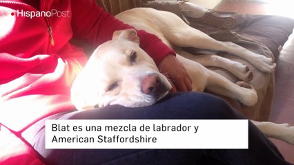 Blat, el único perro en Barcelona que detecta cáncer de pulmón