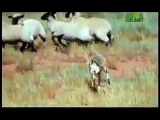 Kurtun Koyunlara aniden saldırması -izle