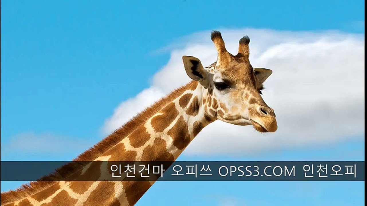 GIRAFFE- 인천건마 오피쓰 OPSS3.COM 인천오피