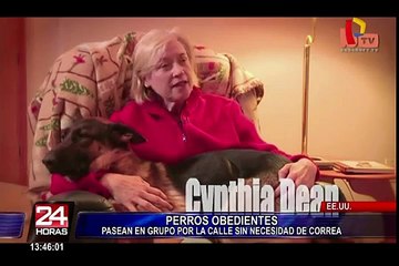 Perros pasean sin correa con su adiestrador por calles de Boston