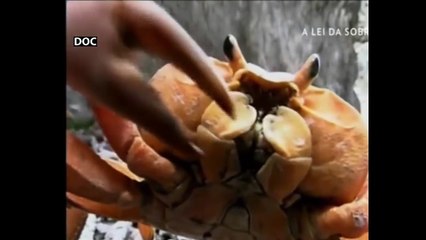 A Lei da Sobrevivência - Garras