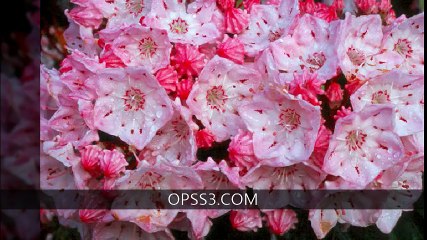 MOUNTAIN LAUREL FLOWER 오피쓰 OPSS3.COM 서면오피 서면건마