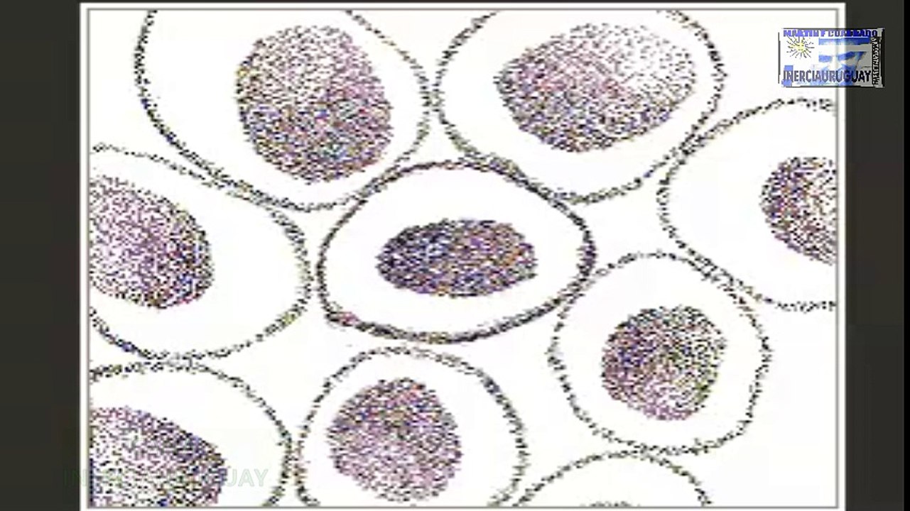 MEIOSIS DIVISION CELULAR REPRESENTACION ANIMADA