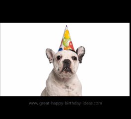 Hey Dog Happy Birthday