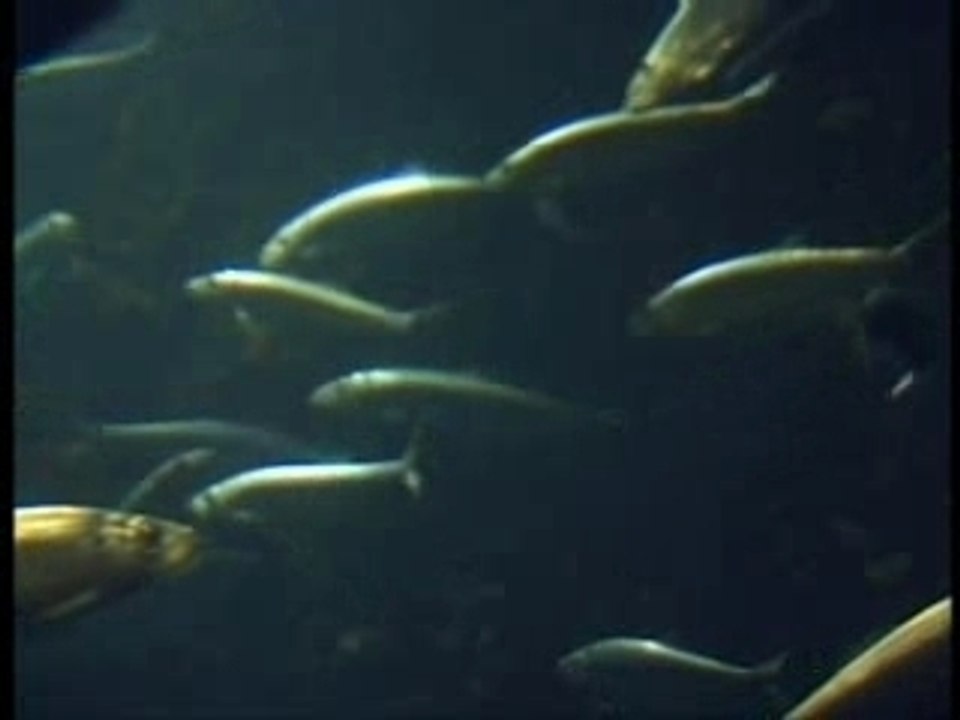 L'argent de la mer : le temps des moissons