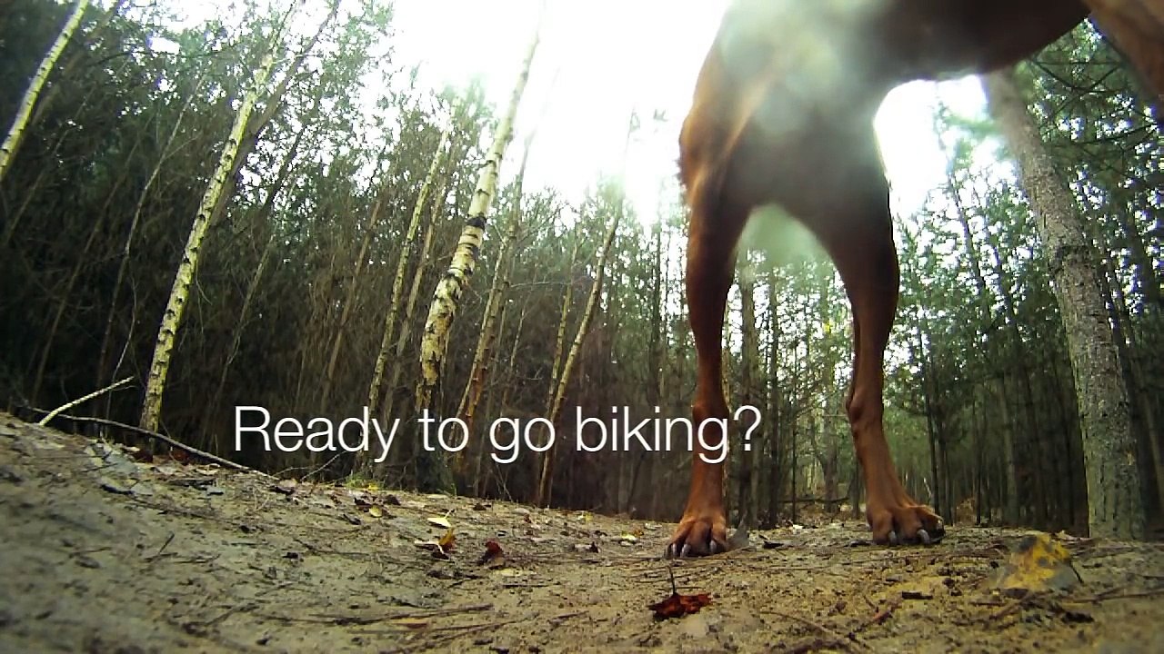 Downhill mountain biking at The Lookout (Swinley Forest) with Amber the Downhill Dog filmed on GoPro