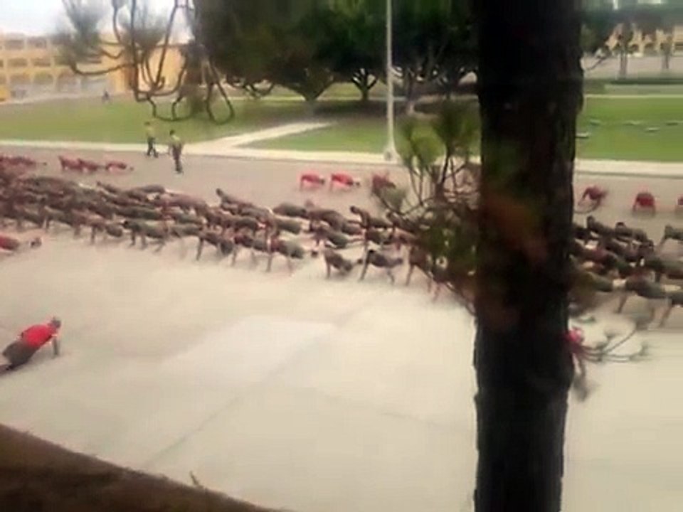 Motto Run Push-Ups