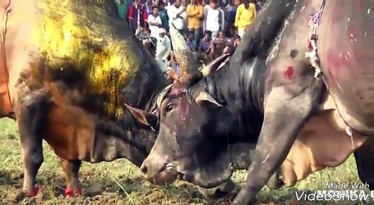 very funny video you not try to laugh