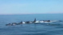 KILLER WHALES VS. FIN WHALE