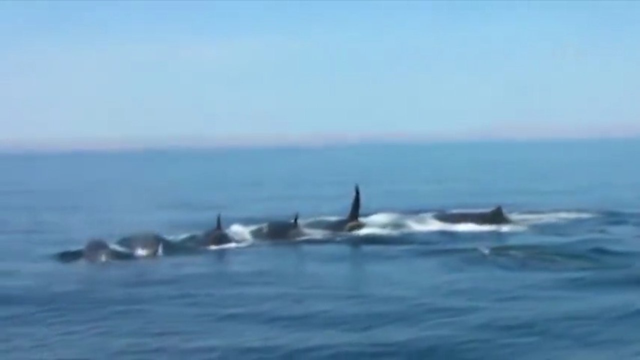KILLER WHALES VS. FIN WHALE