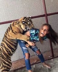 Aggressive tiger "attacks" young woman