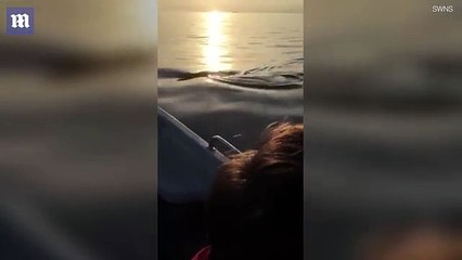 Footage shows Shark getting incredibly up close to boat
