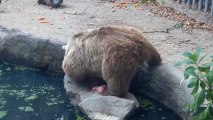 Killer bear shows unbelievable compassion, saves life of drowning bird