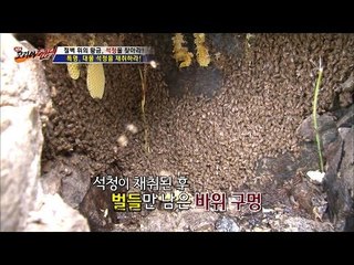 [환공포증] 석청을 채취하는 과정! [뉴 코리아 헌터] 8회 20160727