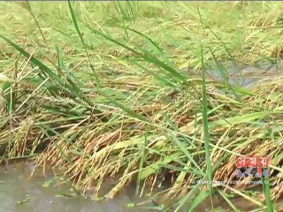মেহেরপুরে বৃষ্টিতে তলিয়ে গেছে ৪ হাজার বিঘার ধান