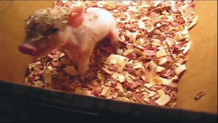 Funny Animals Voice Over 2 Hood Edition