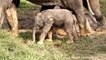 Elephants for Kids - Elephants Playing - African Animalsasd