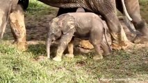 Elephants for Kids - Elephants Playing - African Animalsasd