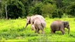 Elephants for Kids - Elephants Playing - African Animalsdsa