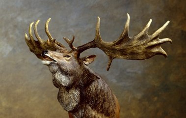 Top 10 Most Beautiful Extinct Animals