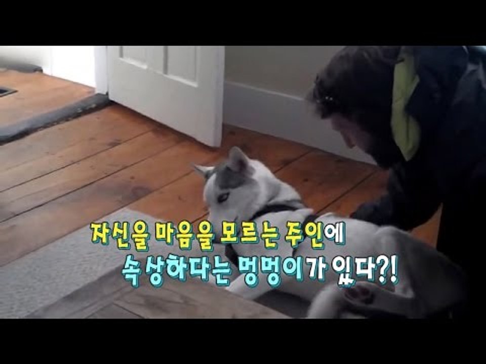 자신의 마음을 말로 표현하는 강아지가 있다! [광화문의 아침] 282회 20160726