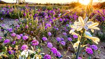 Wildflower 'super bloom' springs in California