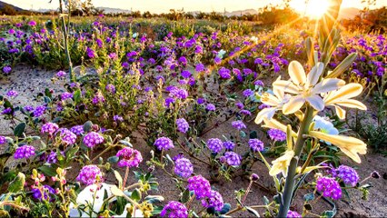 Wildflower 'super bloom' springs in California