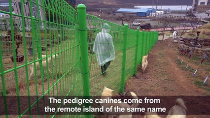 It's a dog's life: purity the key for treasured S.Korean breed