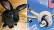 Kelinci raksasa mati setelah menggunakan penerbangan United Airlines - Tomonews