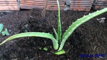 How to grow aloe vera effective | cách trồng cây nha đam hiệu quả