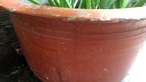 How to grow aloe vera take care of grandson | cách trồng nha đam trong chậu