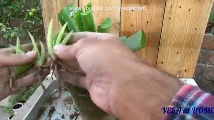 How to grow aloe vera Grow faster | cách trồng cây nha đam mau lớn