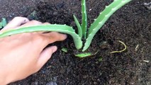 How to grow aloe vera at home | cách trồng nha đam tại nhà