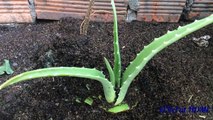 How to grow aloe vera the best | cch tr?ng cy nha ?am t?t