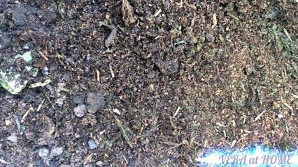 How to grow aloe vera From leaves | cách trồng nha đam từ lá