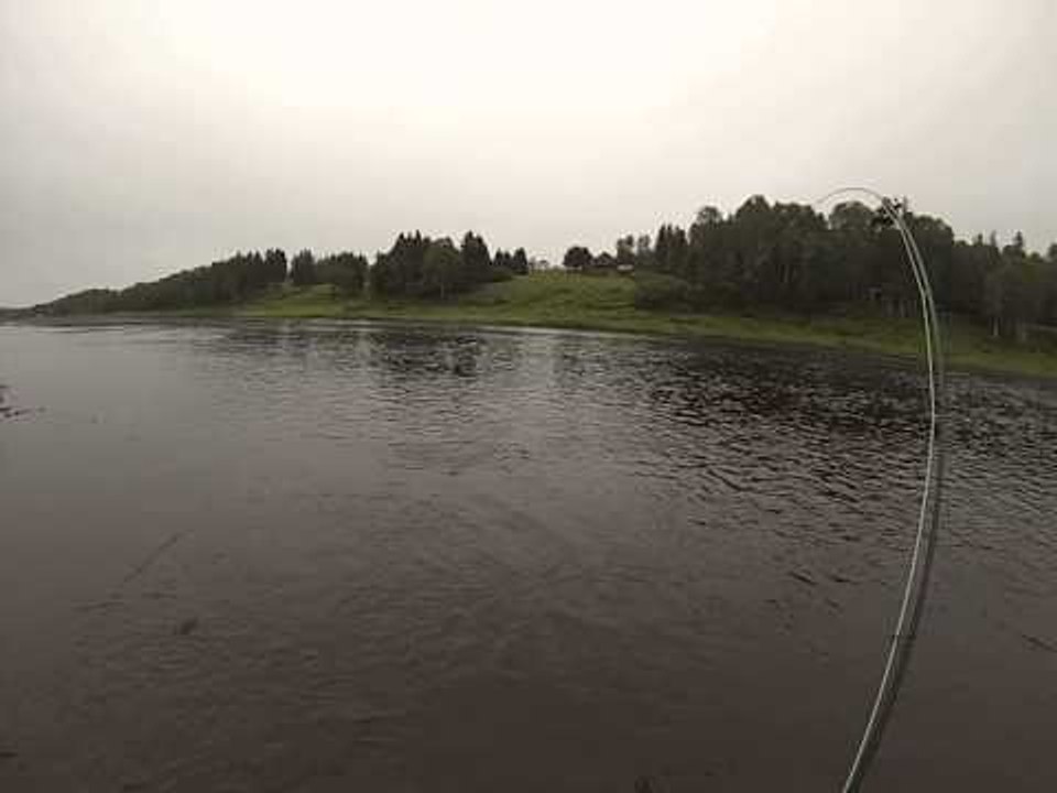 Curious Visitor While Fly Fishing