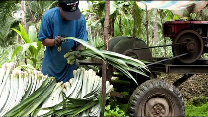 Fashion designs made from pineapples | DW English