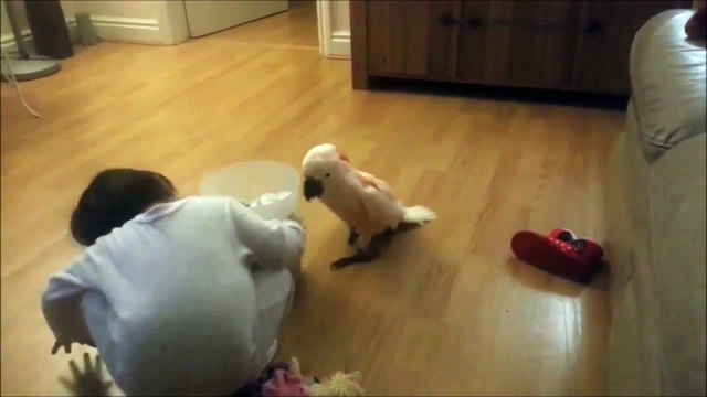 Regardez cet enfant jouer avec son cacatoès : adorable