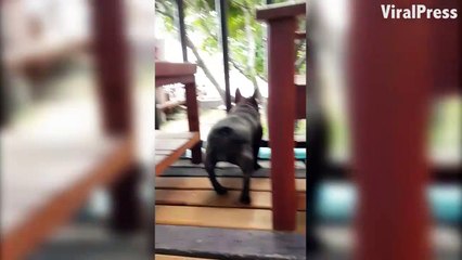 Ce bouledogue danse trop bien