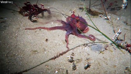 Ce poulpe disparaît complètement... On a tous rêvé de faire ça un jour!