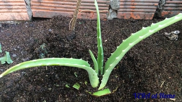 Trồng nha đam | Plant aloe vera | VERA at HOME