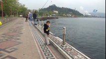 Karadeniz’de 3 Ölü Yunus Balığı Bulundu