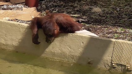 Orangutan does strange things with moss
