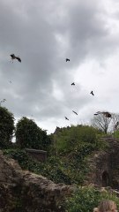 Bal des Oiseaux 2 Puy du Fou