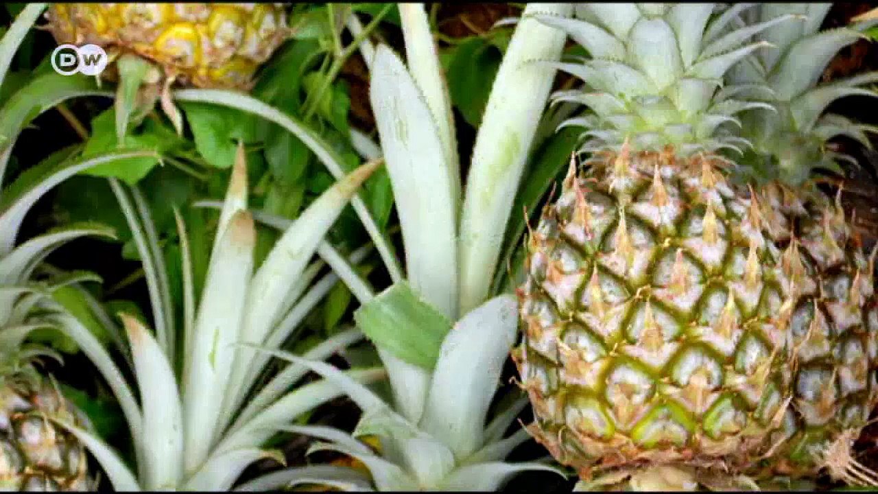 Modedesign aus Ananas | DW Deutsch