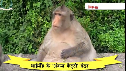 नूडल्स खा कर बन्दर हो मोटा अब करनी पड़ेगी सर्जरी Monkey was eating noodles claus surgery will be now